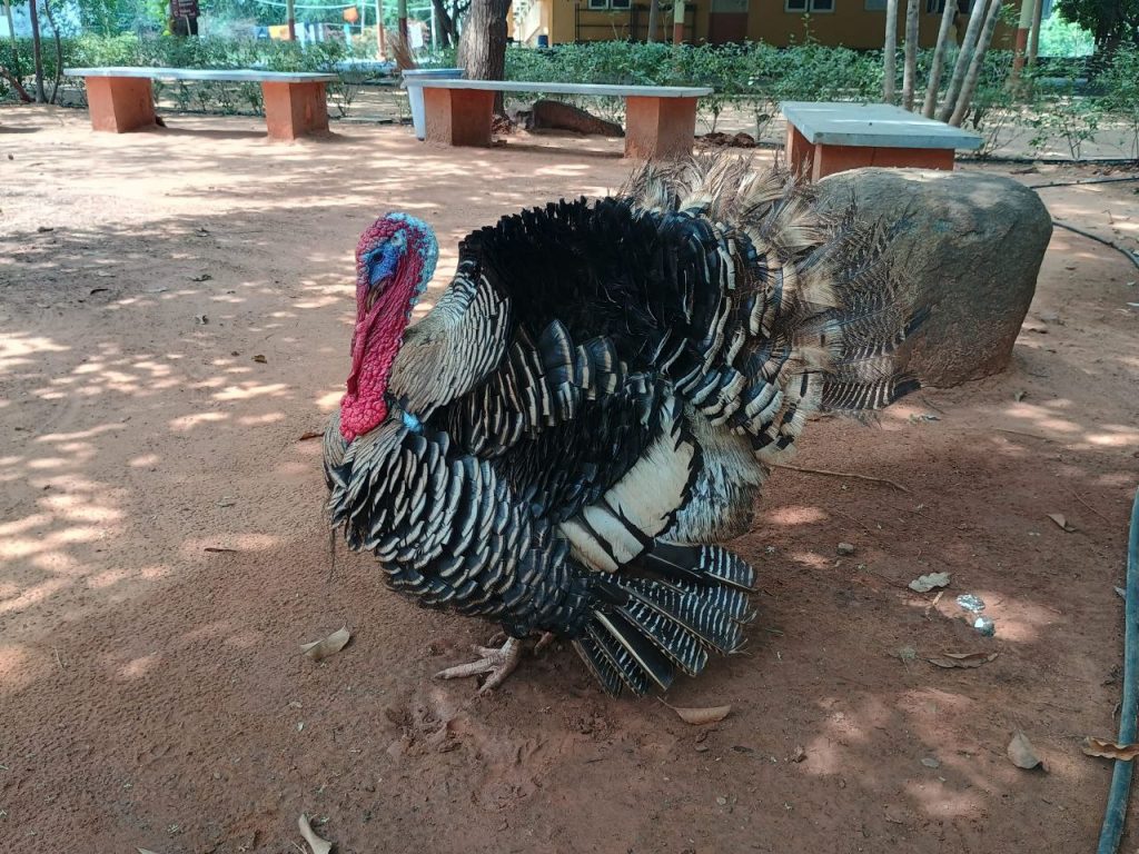 Dieci giorni nell'Ashram Sivananda Yoga Vedanta a Gudur, Andra Pradesh.